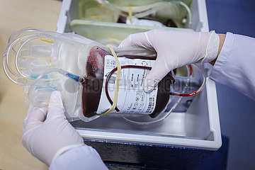 Blutspende in Zeiten der Coronakrise  DRK Blutspendedienst West  Essen  Nordrhein-Westfalen  Deutschland