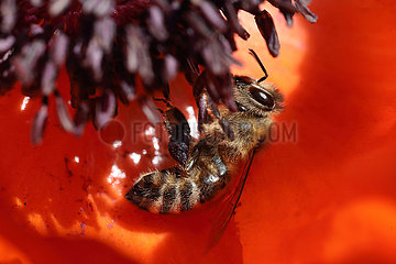 Berlin  Deutschland  Honigbiene sammelt Nektar in einer Mohnbluete