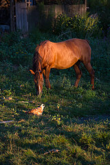 Republik Moldau  Curchi - Huhn und Pferd eines kleinen Bauernhofs