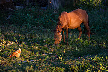 Republik Moldau  Curchi - Huhn und Pferd eines kleinen Bauernhofs
