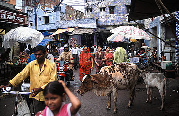 Agra  Indien  Strassenszene mit Menschen auf einem Markt und einer heiligen Kuh mit Kalb