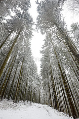 Verschneiter Wald  Winterberg  Sauerland  Nordrhein-Westfalen  Deutschland