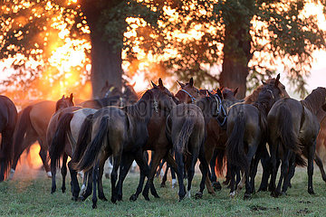 Gestuet Graditz  Pferde im Trab auf einer Weide am Morgen