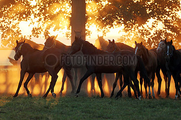Gestuet Graditz  Pferde im Trab auf einer Weide am Morgen