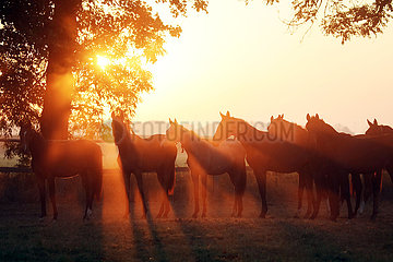 Gestuet Graditz  Pferde auf einer Weide im Gegenlicht der aufgehenden Sonne
