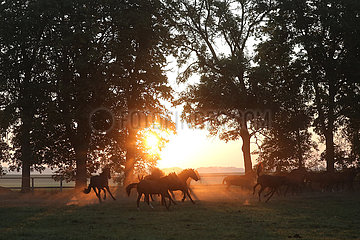 Gestuet Graditz  Pferde im Galopp auf einer Weide am Morgen