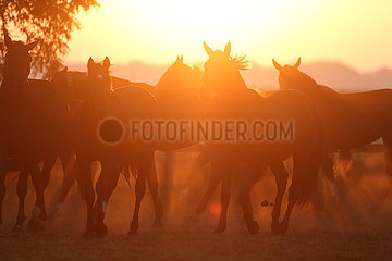 Gestuet Graditz  Pferde auf einer Weide im Gegenlicht der aufgehenden Sonne