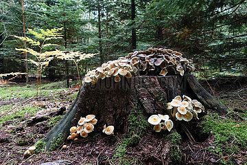 Briescht  Deutschland  Pilze wuchern im Wald an einem Baumstumpf