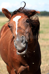 Bubenheim  Pferd schuettelt beim Fressen seinen Kopf und verliert dabei Hafer aus dem Maul