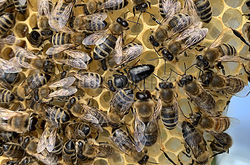 Berlin  Deutschland  schwarze Honigbiene inmitten normal gefaerbter Bienen auf einer Wabe