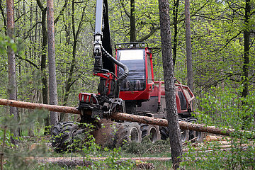 Doebrichau  Deutschland  Harvester nimmt in einem Wald einen Baumstamm zum Entasten auf