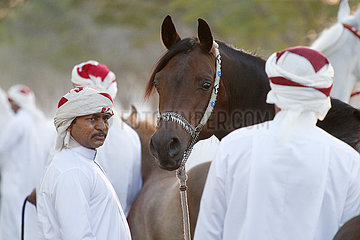Doha  Arabisches Vollblut an der Hand seines Pflegers im Portrait