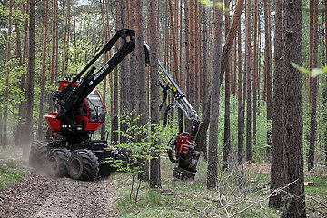 Doebrichau  Deutschland  Harvester faellt in einem Wald einen Baumstamm
