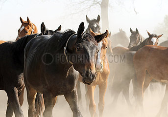 Gestuet Graditz  Pferde bei Trockenheit auf einem Sandpaddock in einer Staubwolke