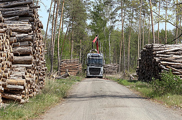 Doebrichau  Deutschland  Baumstaemme werden auf einen LKW geladen