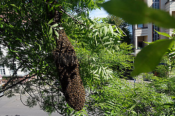 Berlin  Deutschland  Bienenschwarm haengt als Traube in einem Baum