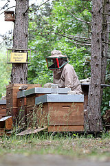 Berlin  Deutschland  Imker bei der Arbeit an seinen Bienenstoecken