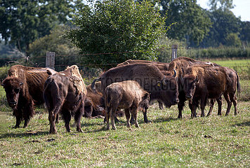 Deutschland  Essel - amerikanische Bisons auf der Weide  Bisonfarm Essel