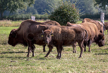 Deutschland  Essel - amerikanische Bisons auf der Weide  Bisonfarm Essel