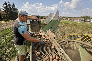 Kartoffelernte  Bauernhof  Wittichenau  Sachsen  Deutschland