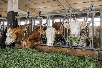 Rinder im Stall fressen frisches Gras  Wittichenau  Sachsen  Deutschland