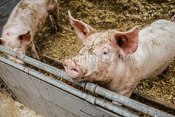 Bio Schweine im Schweinestall  Oberlausitz  Sachsen  Deutschland
