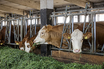 Bio Rinder im Stall fressen frisches Gras  Oberlausitz  Sachsen  Deutschland
