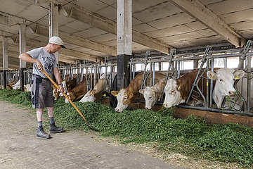 Rinder im Stall fressen frisches Gras  Wittichenau  Sachsen  Deutschland