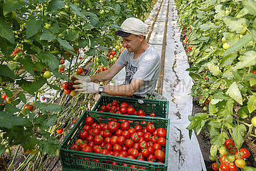 Tomatenernte  Bauernhof  Wittichenau  Sachsen  Deutschland
