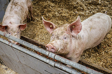 Bio Schweine im Schweinestall  Oberlausitz  Sachsen  Deutschland