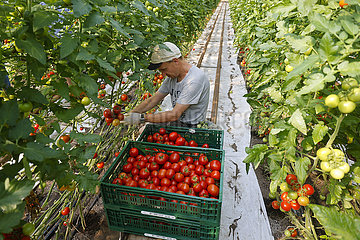Tomatenernte  Bauernhof  Wittichenau  Sachsen  Deutschland