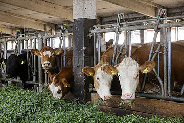 Bio Rinder im Stall fressen frisches Gras  Oberlausitz  Sachsen  Deutschland