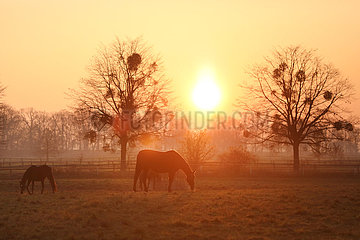 Gestuet Graditz  Pferde am Morgen im Sonnenlicht auf einer Weide