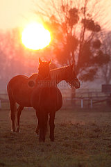 Gestuet Graditz  Pferde bei Sonnenaufgang auf einer Weide