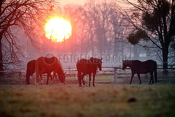 Gestuet Graditz  Pferde bei Sonnenaufgang auf einer Weide