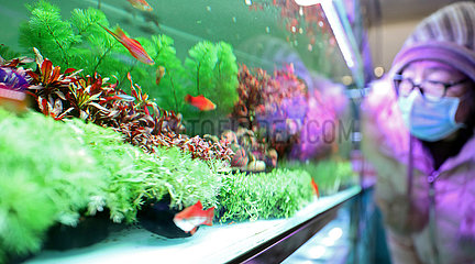 CHINA-LIAONING-ANSHAN-PET FISH MARKET (CN)