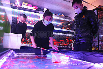 CHINA-LIAONING-ANSHAN-PET FISH MARKET (CN) CHINA-LIAONING-ANSHAN-PET FISH MARKET (CN)