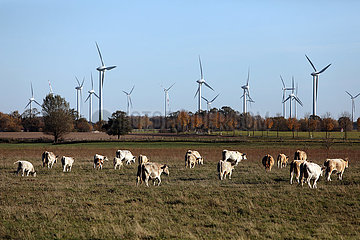 Goericke  Deutschland  Rinder auf einer Weide vor einem Windpark