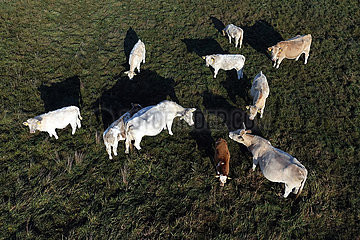 Goericke  Deutschland  Rinder auf einer Weide