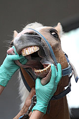 Muenchehofe  Detailaufnahme  einem Pferd wird in das Maul geschaut