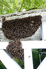 Berlin  Deutschland  Bienenschwarm haengt als Traube ein einem Dachbalken