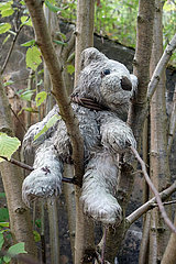 Walkmuehle  Deutschland  Teddybaer steckt nass zwischen den Zweigen eines Baumes
