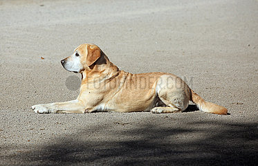 Ascheberg-Herbern  Deutschland  Labrador-Retriever liegt allein auf einem Sandweg