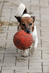 Neuenhagen  Deutschland  Jack Russell-Terrier apportiert einen Ball