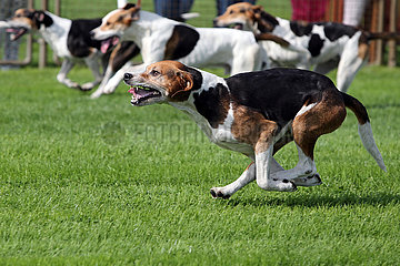 Hannover  Beagles in Bewegung
