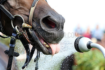 Hannover  Pferd saeuft Wasser aus einem Duschkopf