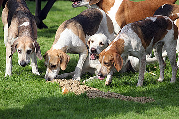Hannover  Beagles fressen nach einer Schleppjagd Pansen  das sogenannte Curee
