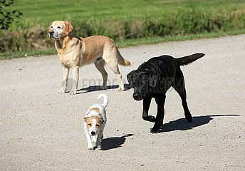 Ascheberg-Herbern  Deutschland  Hunde laufen frei herum
