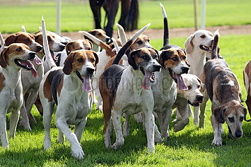 Hannover  Beagles im Rudel