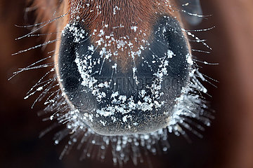 Gestuet Goerlsdorf  Schnee haftet am Maul eines Pferdes